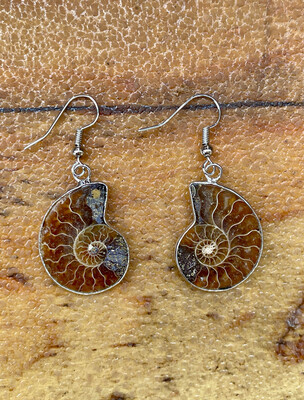 ammonite fossil earrings