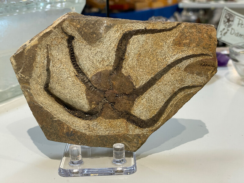Brittlestar Star Fish Fossil  (Ophiura Sp.)
