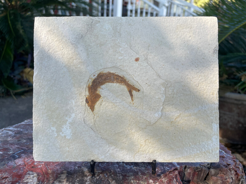 Knightia fish fossil 1lb 5oz