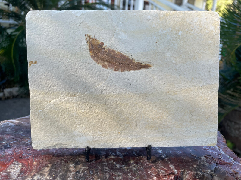 Knightia fish fossil 2lb 3oz