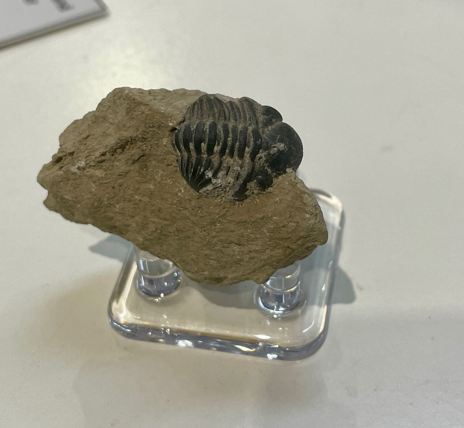 paralejurus dormedzer trilobite 27.92g