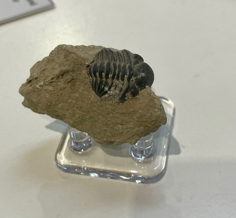 paralejurus dormedzer trilobite 27.92g