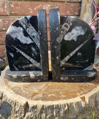 fossil bookend