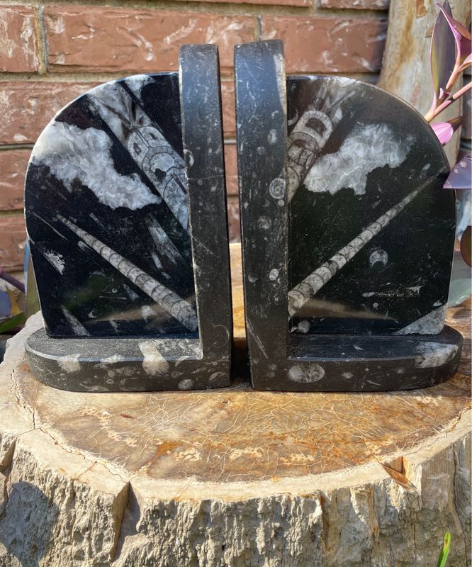 fossil bookend
