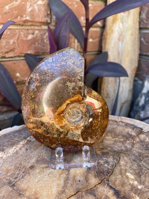 Ammonite whole 0.36kg