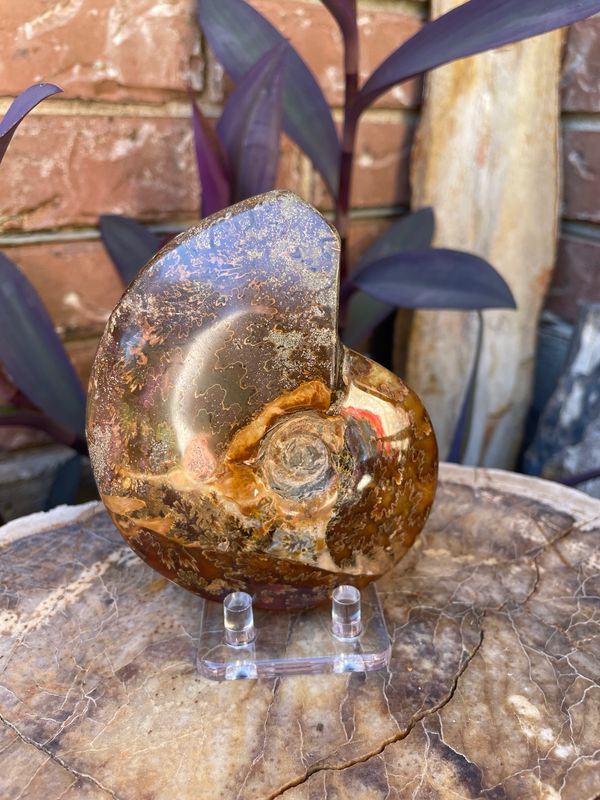 Ammonite whole 0.36kg