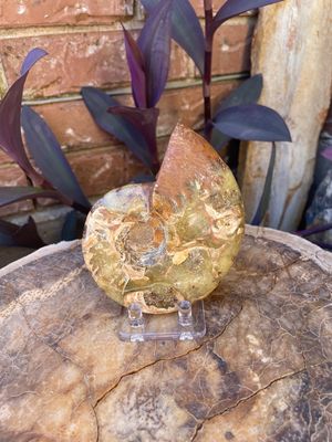 Ammonite whole 0.24kg