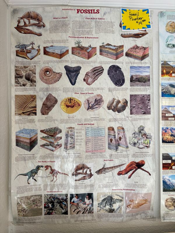 intro to fossils poster