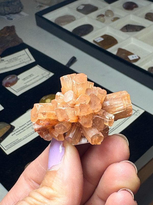aragonite 31.2g