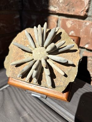 Gymnocidaris Fossil Urchin  Gymnocidaris Fossil Urchin