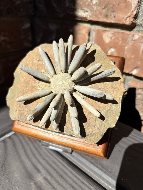 Gymnocidaris Fossil Urchin 