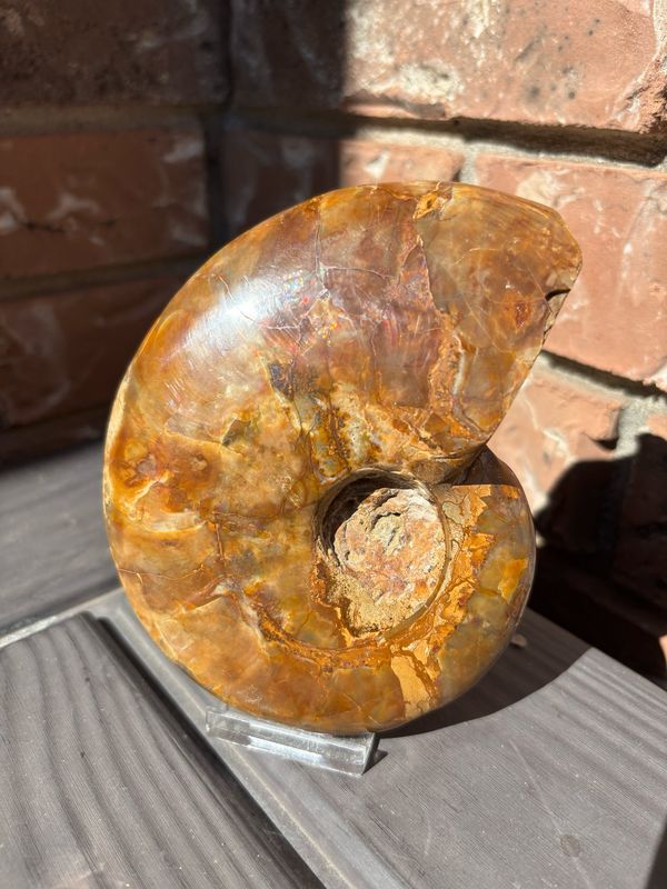 Ammonite whole 0.623kg