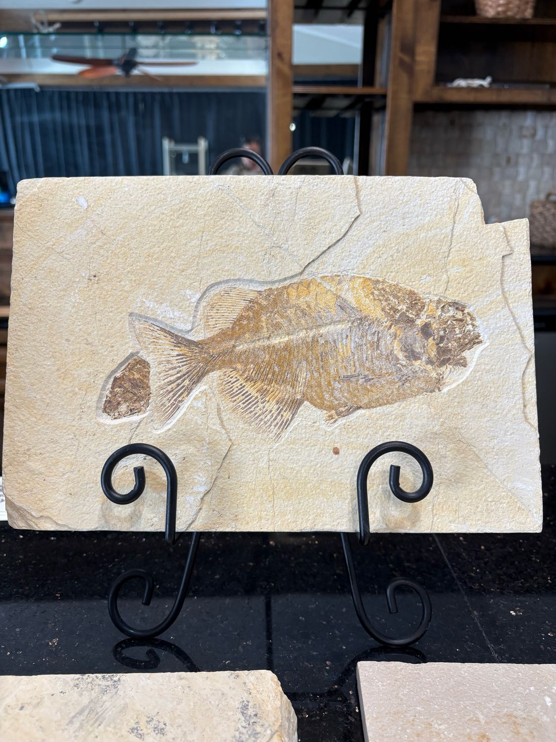 phareodus fish fossil 8" 5.9lb