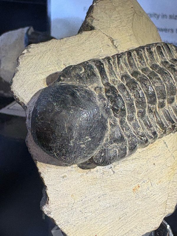 Phacopid Reedops Cephalote Trilobite Fossil Phacopid Reedops Cephalote Trilobite Fossil