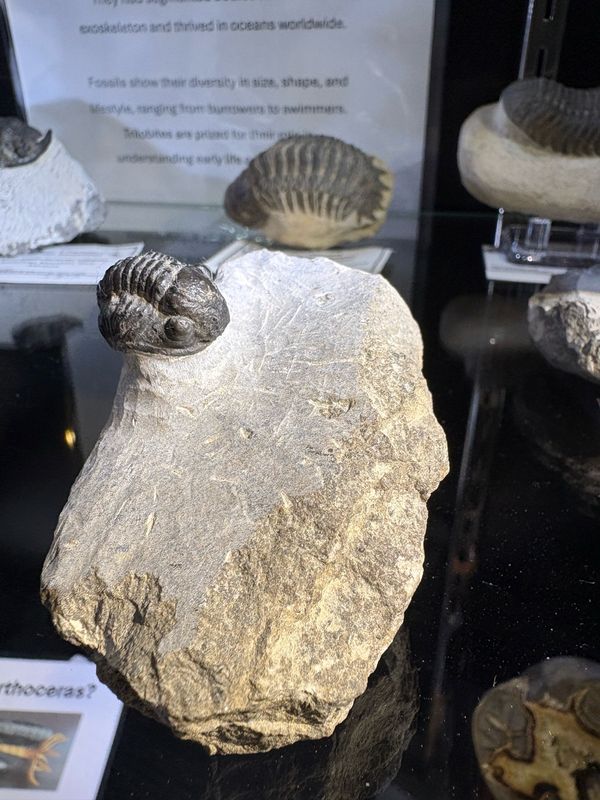 Proetid Gerastos Marocensis Proetid Gerastos Marocensis