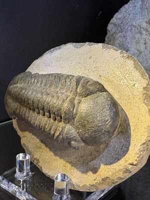 Morocops Trilobite Fossil