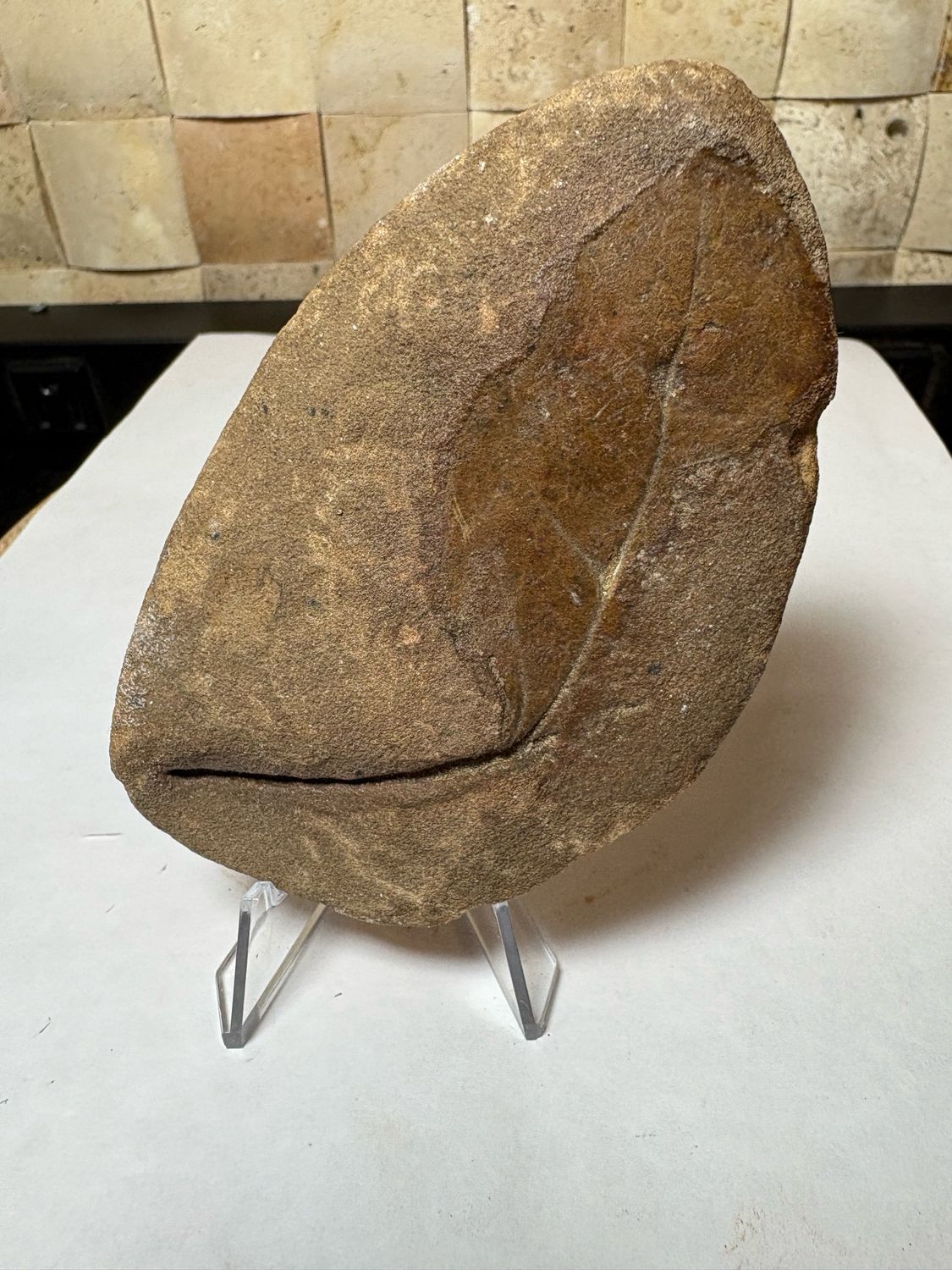 Neuropteris plant fossil