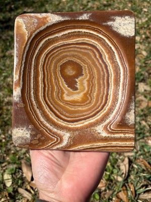 aragonite dish plate