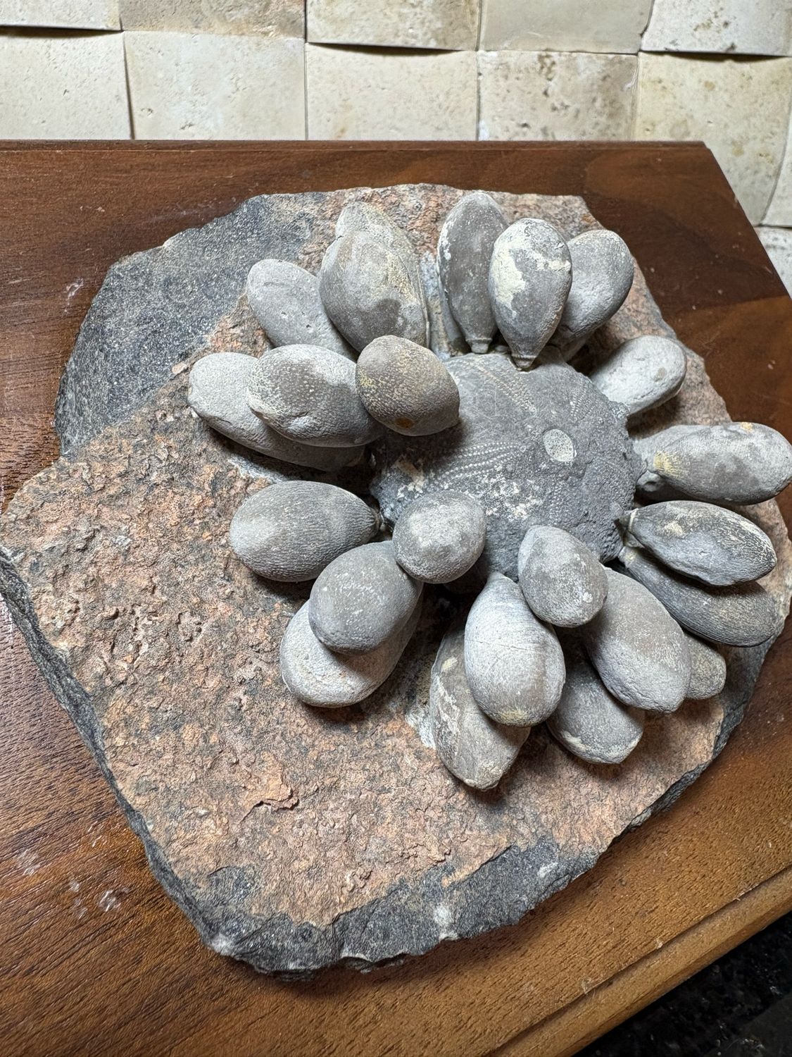 Firmacidaris Fossil Urchin