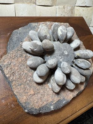 Firmacidaris Fossil Urchin
