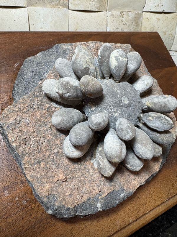 Firmacidaris Fossil Urchin