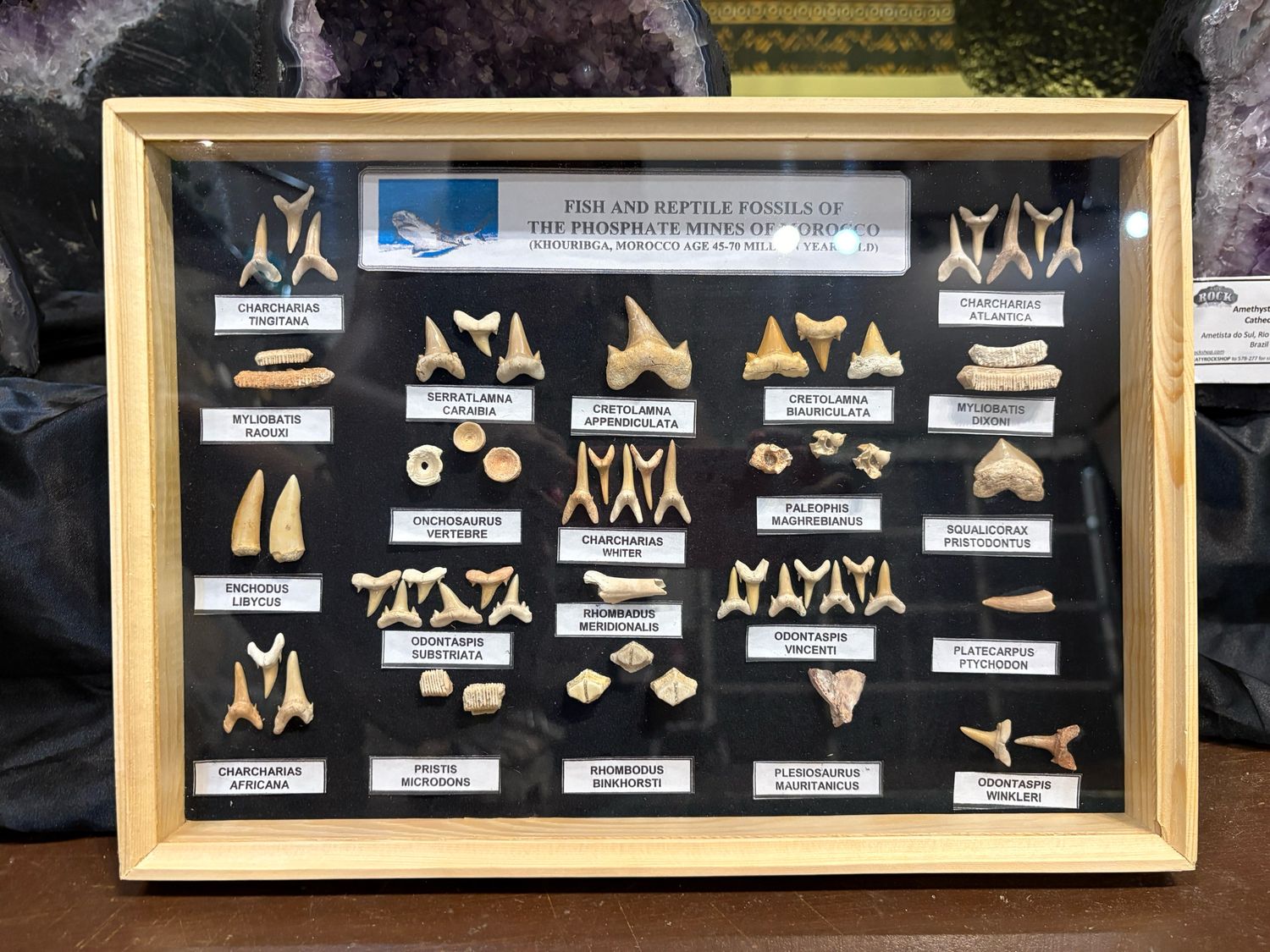 fish and reptile fossils frame Morocco fish and reptile fossils frame Morocco
