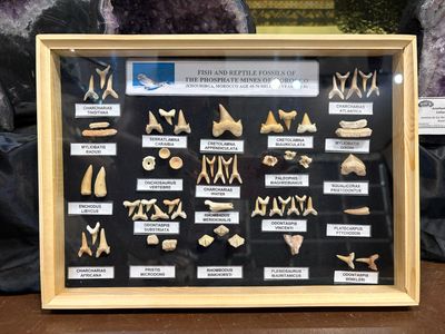 fish and reptile fossils frame Morocco