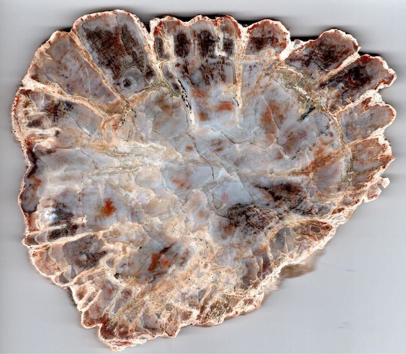 Agathyxlon Conifer polished slab UT Agathyxlon Conifer polished slab UT