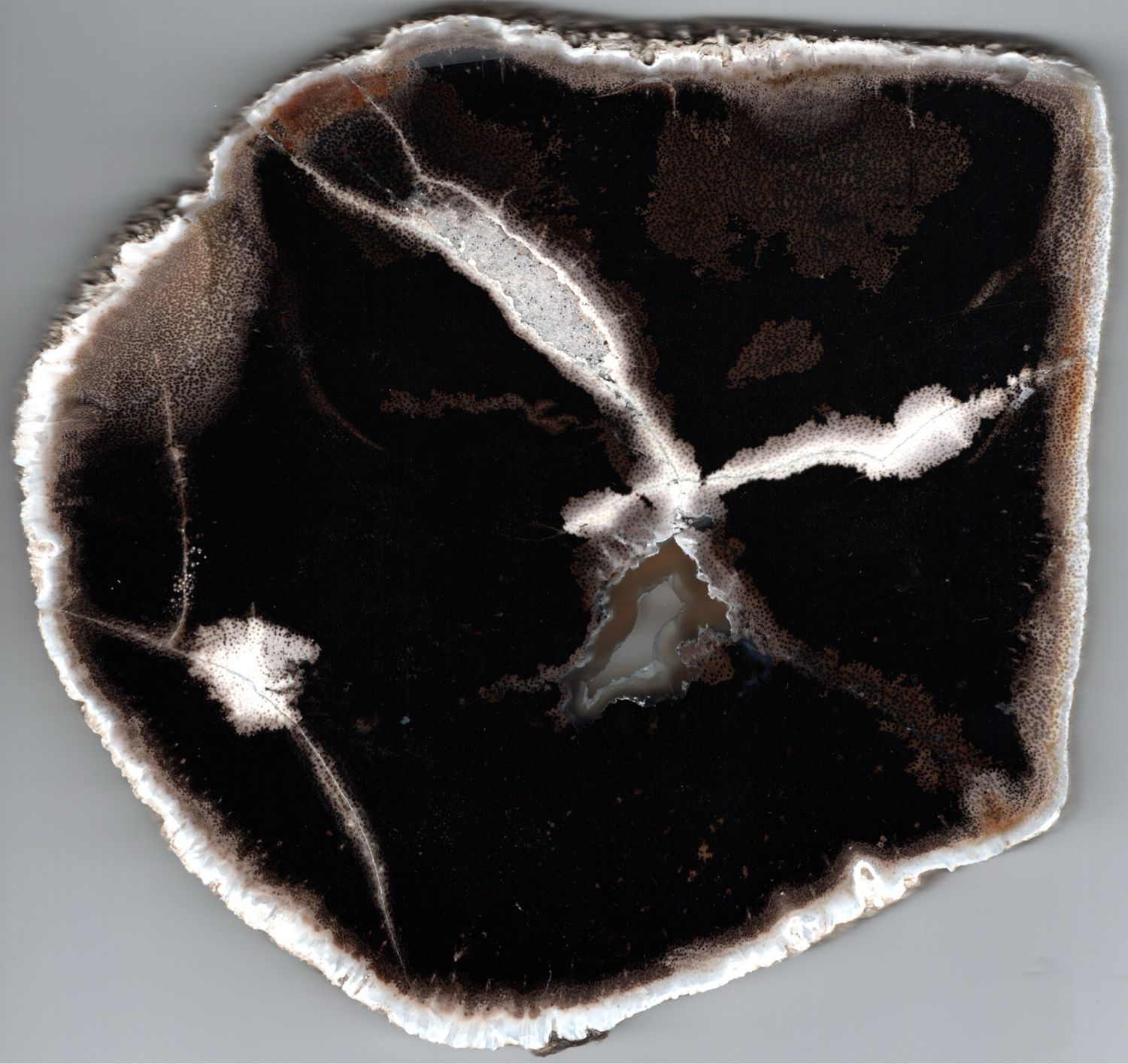 Palm Wood bored & algal rot polished slab TX Palm Wood bored & algal rot polished slab TX