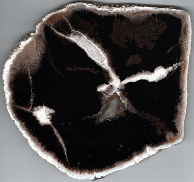 Palm Wood bored & algal rot polished slab TX Palm Wood bored & algal rot polished slab TX