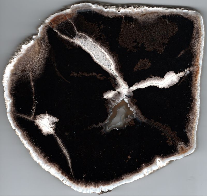 Palm Wood bored & algal rot polished slab TX Palm Wood bored & algal rot polished slab TX
