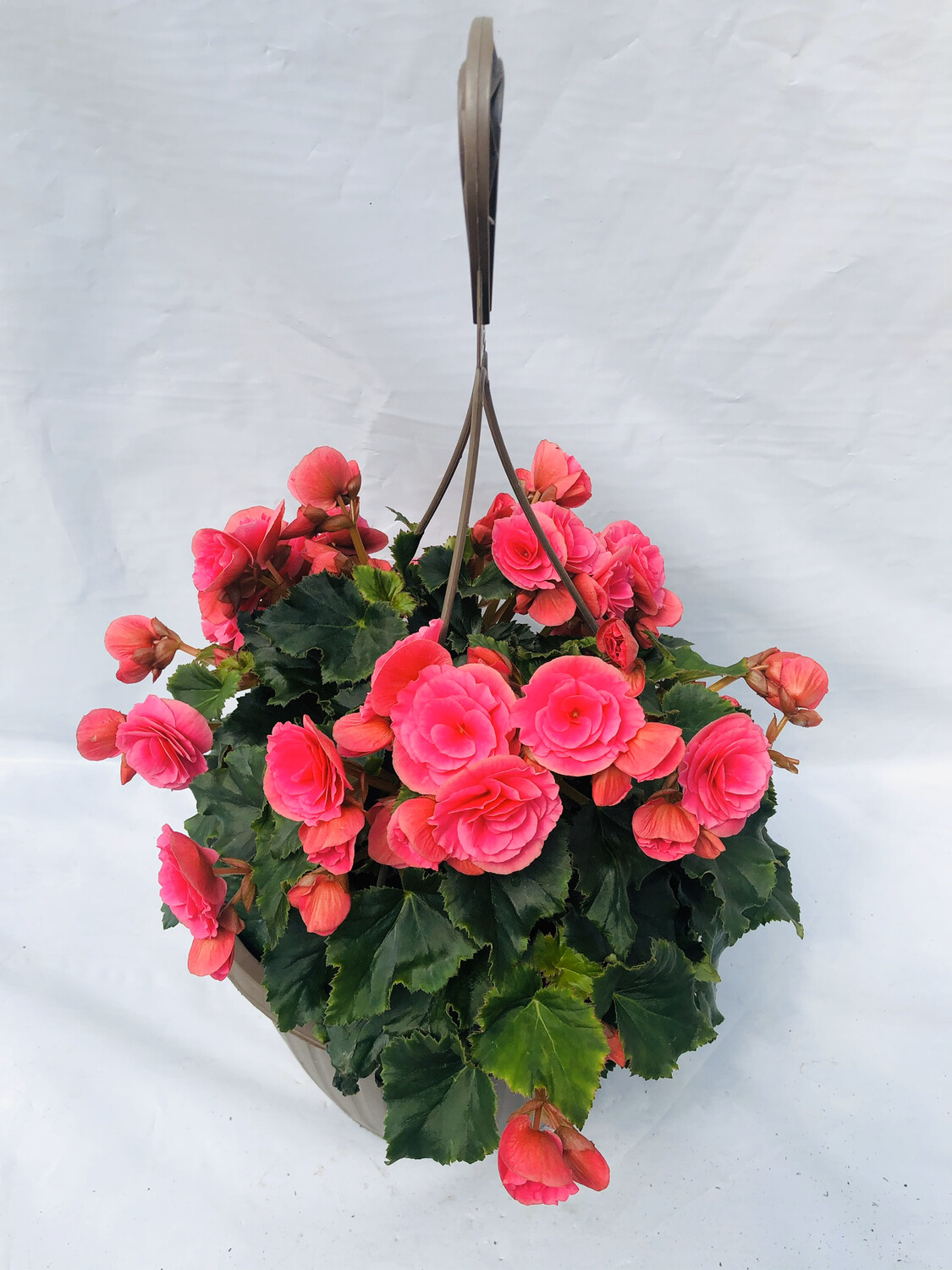 10” Begonia Hanging Basket Rose