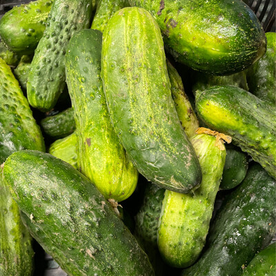 Pickling Cucumbers (Larger In Size Good For Bread N Butter)