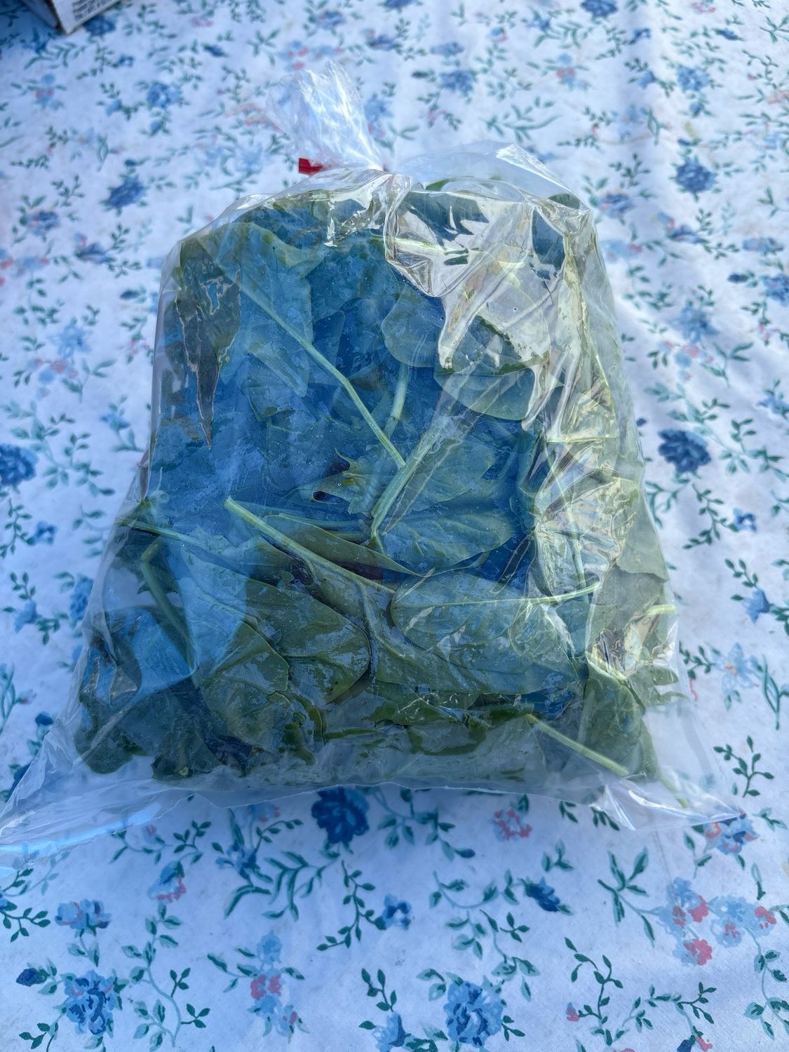Spinach Medium