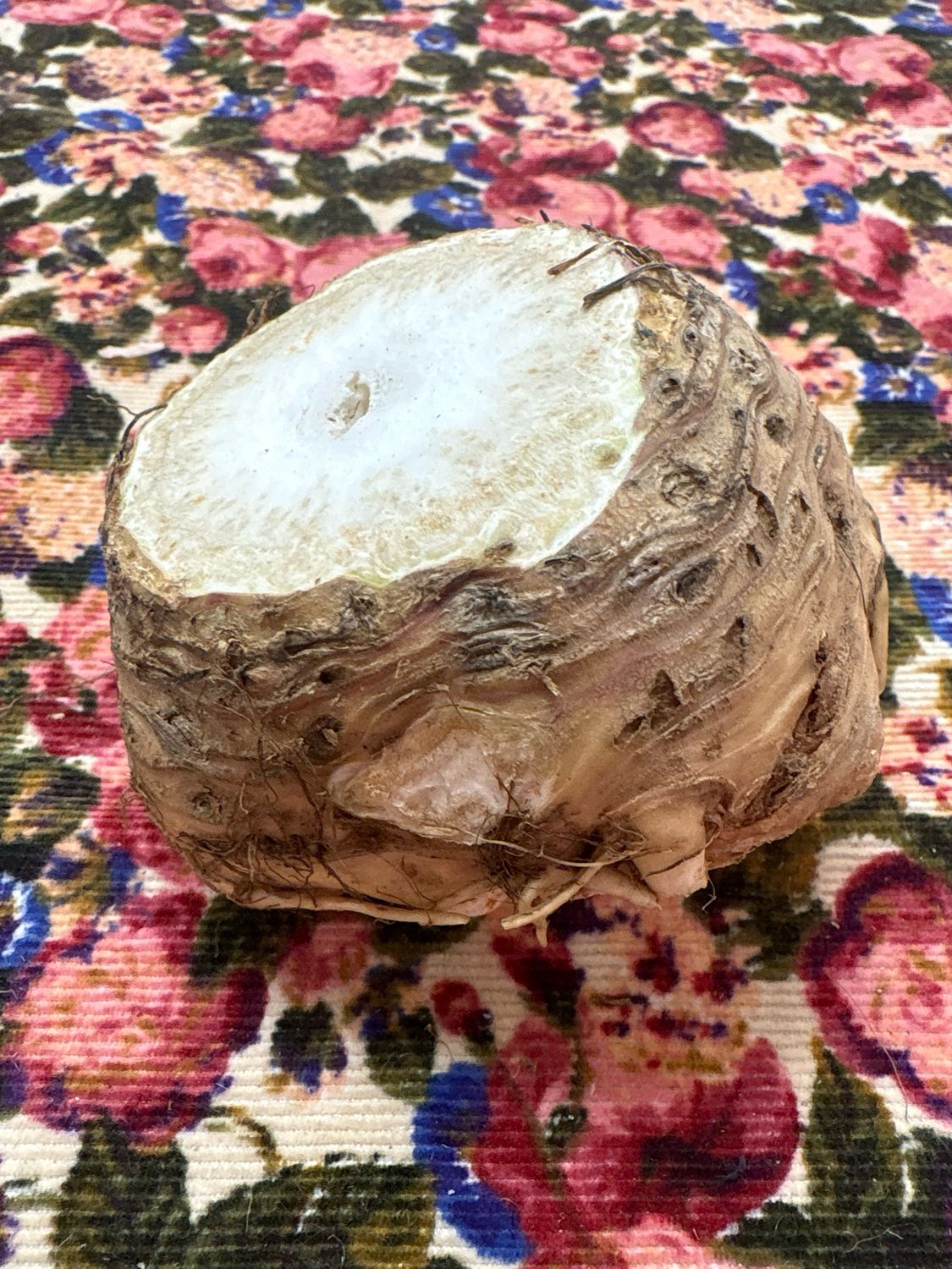 Celery Root Celery Root