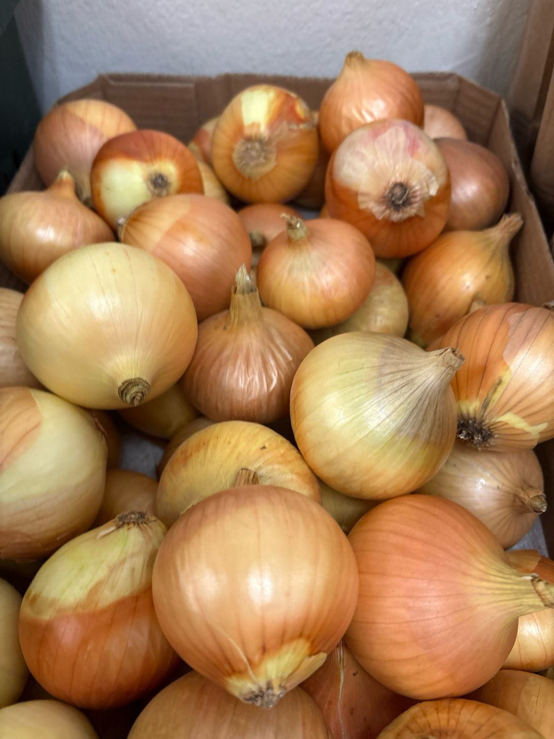 Onions By Pound Onions By Pound