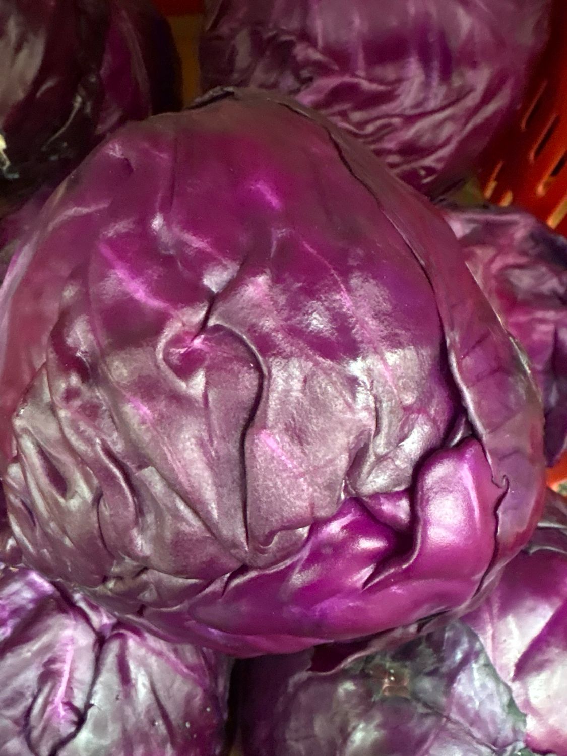 Cabbage Purple