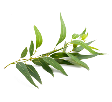Eucalyptus Globulus Essential Oil (2oz)