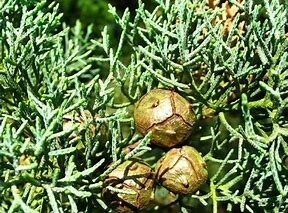 Cypress Essential  Oil (2oz)