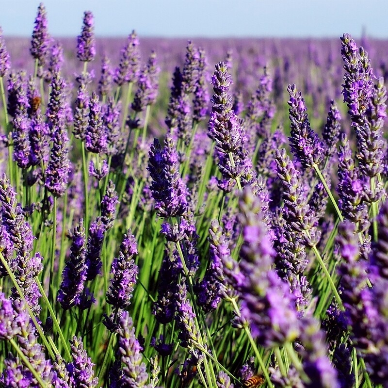 Lavender Fragrance Oil (2oz)