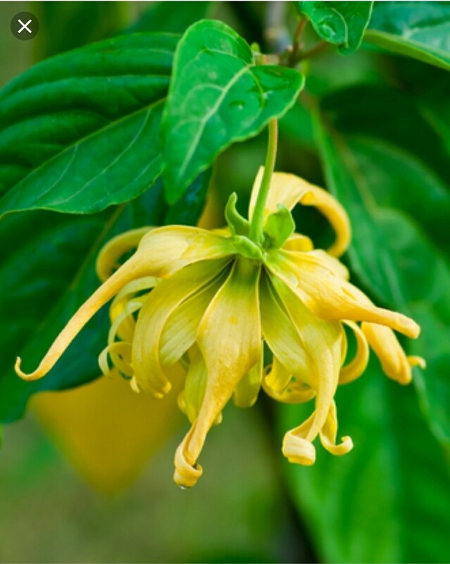 Ylang Ylang Flower Water (4ozs) Ylang Ylang Flower Water (4ozs)