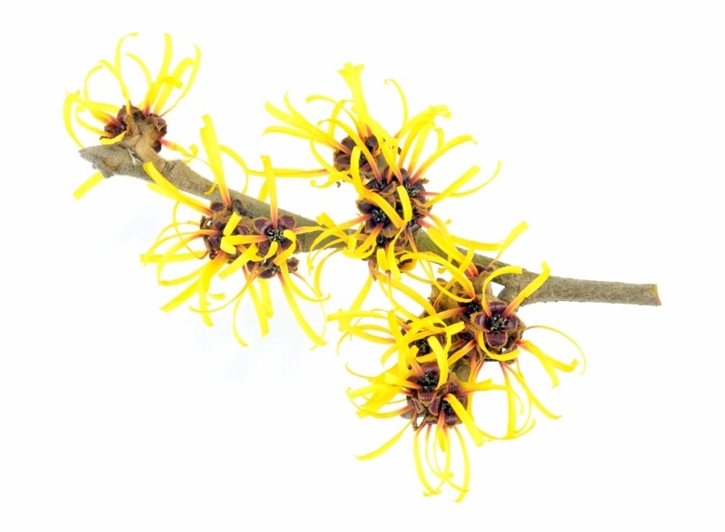 Witch Hazel - 100% Natural (lb)