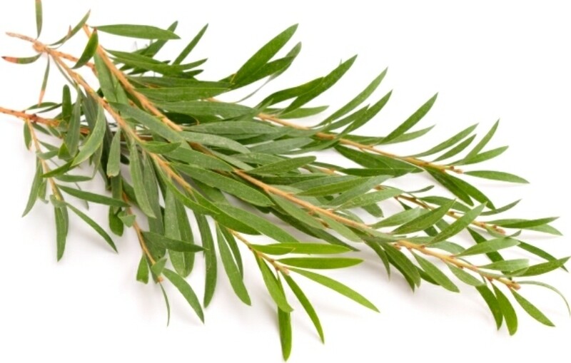 Tea Tree Oil - Australian (2oz)