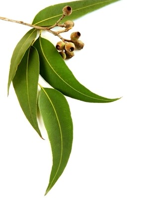 Eucalyptus Smithii Essential Oil (2ozs)