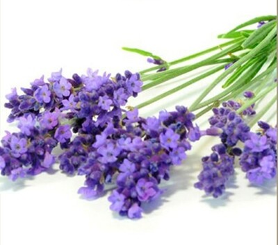 Bulgarian Lavender Essential Oil (1oz)