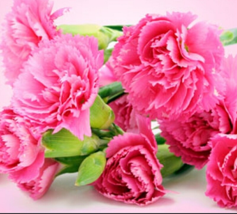 Carnation Fragrance Oil (2ozs)