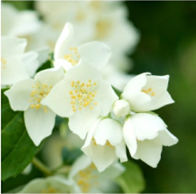 Jasmine Fragrance Oil (2ozs)