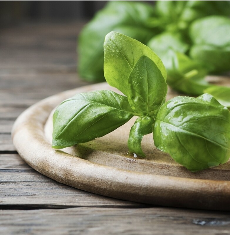 Basil Essential Oil (2oz)