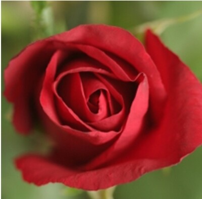 Red Rose Fragrance Oil (2oz)