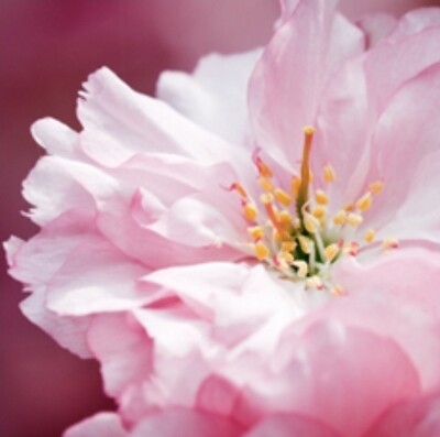Japanese Cherry Blossom Fragrance Oil - 2ozs